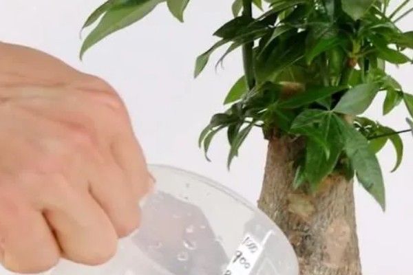 冬天发财树浇水要浇透吗，要浇透