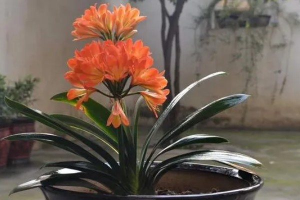 君子兰出花苞后如何管理，抽出花苞后要做好控温管理