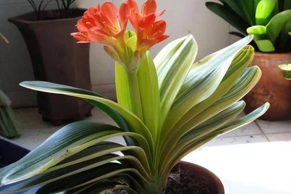 君子兰出花苞后如何管理，抽出花苞后要做好控温管理