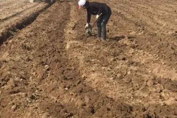 花椒如何种植，一般在春季或秋季种植