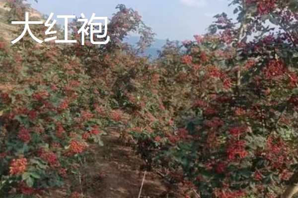 花椒如何种植，一般在春季或秋季种植