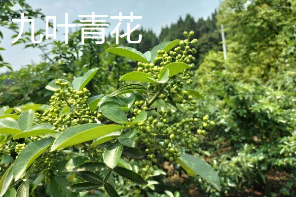 花椒如何种植，一般在春季或秋季种植