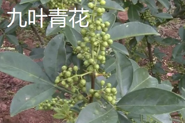 花椒如何种植，一般在春季或秋季种植