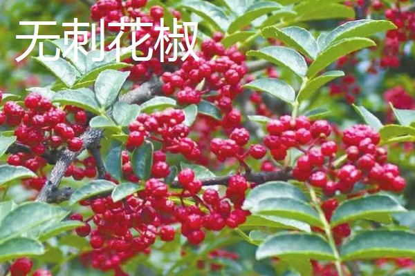 花椒如何种植，一般在春季或秋季种植