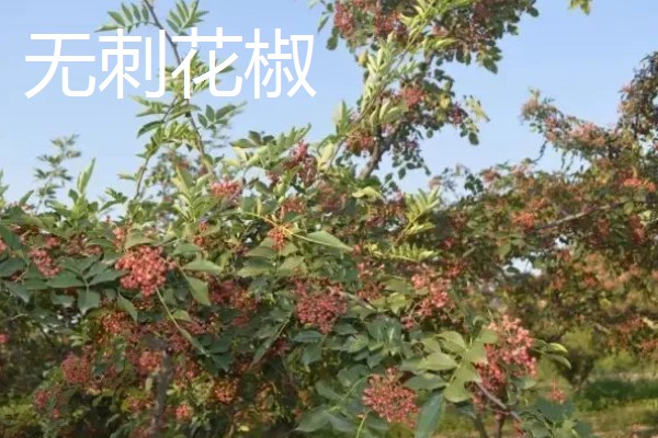 花椒如何种植，一般在春季或秋季种植