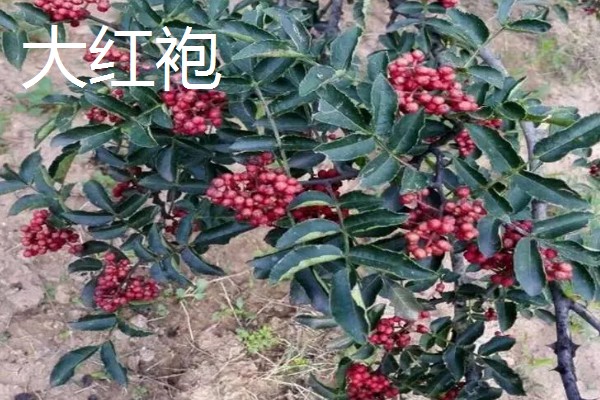 花椒如何种植，一般在春季或秋季种植