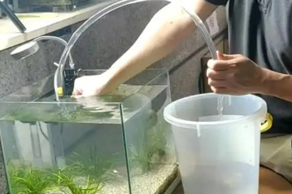 为什么换水后鱼容易死，可能是水中没有除氯