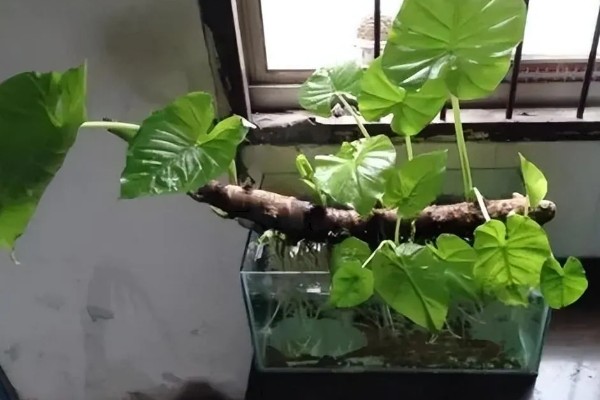 滴水观音夏天如何养殖，喜欢在半阴的环境中生长