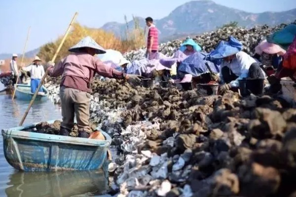 生蚝的产地，主要产区在山东、福建等地