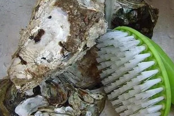 生蚝的产地，主要产区在山东、福建等地