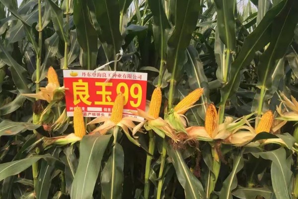 登海良玉99玉米种简介，生长周期是129天左右