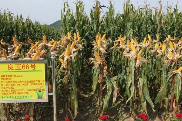 登海良玉99玉米种简介，生长周期是129天左右
