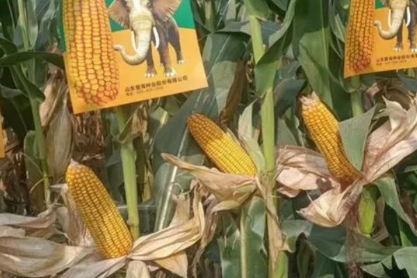 登海良玉99玉米种简介，生长周期是129天左右
