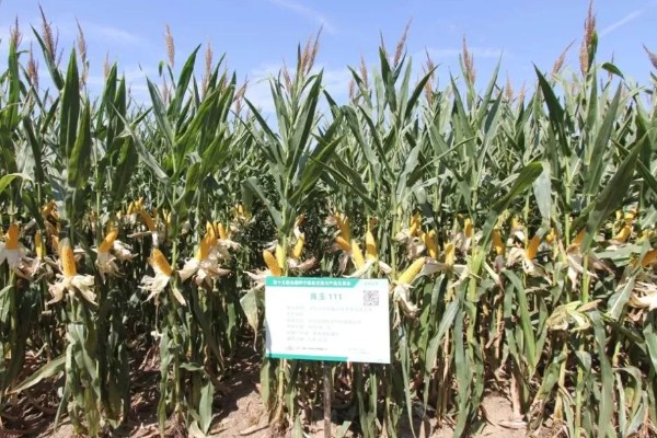 登海良玉99玉米种简介，生长周期是129天左右