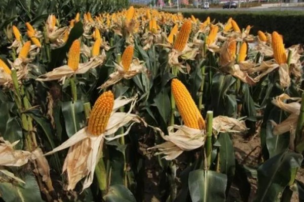 登海良玉99玉米种简介，生长周期是129天左右