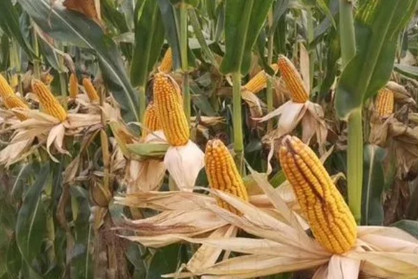 登海良玉99玉米种简介，生长周期是129天左右