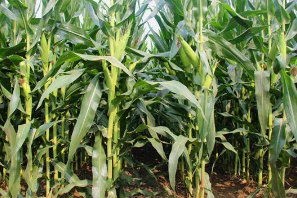 登海良玉99玉米种简介，生长周期是129天左右