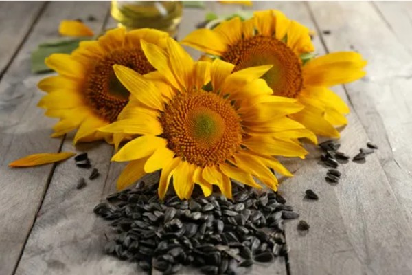 向日葵的种植方法，需要选择长势较矮的品种种植