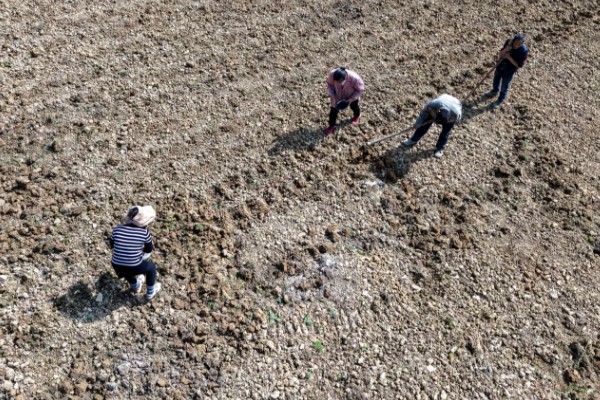 向日葵的种植方法，需要选择长势较矮的品种种植