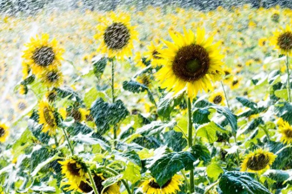 向日葵的种植方法，需要选择长势较矮的品种种植