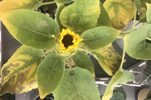 向日葵的种植方法，需要选择长势较矮的品种种植