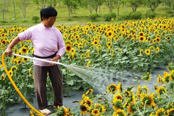 向日葵的种植方法，需要选择长势较矮的品种种植