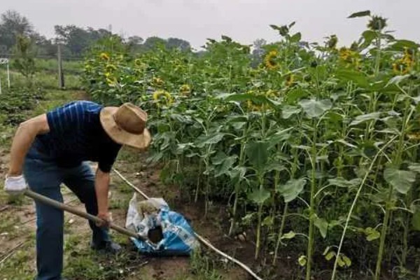 向日葵的种植方法，需要选择长势较矮的品种种植
