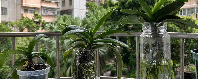 兰花能水培吗，兰花可以用水培