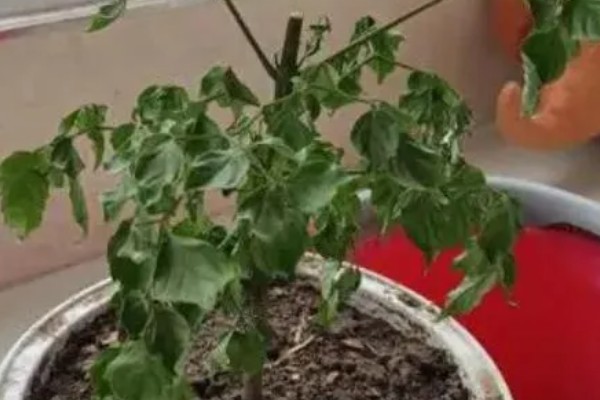 幸福树掉叶子的原因及处理方法,可能是施肥过多或浇水过少所致