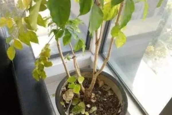 幸福树掉叶子的原因及处理方法,可能是施肥过多或浇水过少所致