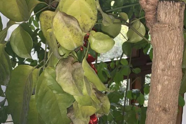 幸福树掉叶子的原因及处理方法,可能是施肥过多或浇水过少所致