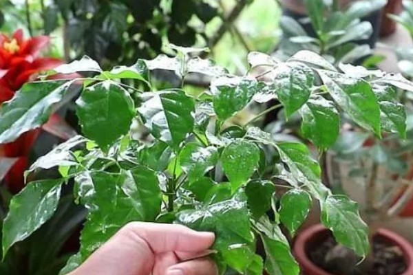 幸福树掉叶子的原因及处理方法,可能是施肥过多或浇水过少所致