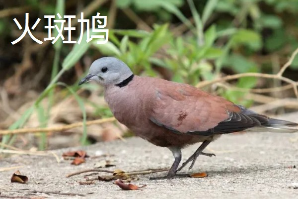 斑鸠常见的品种，有火斑鸠、山斑鸠和珠颈斑鸠