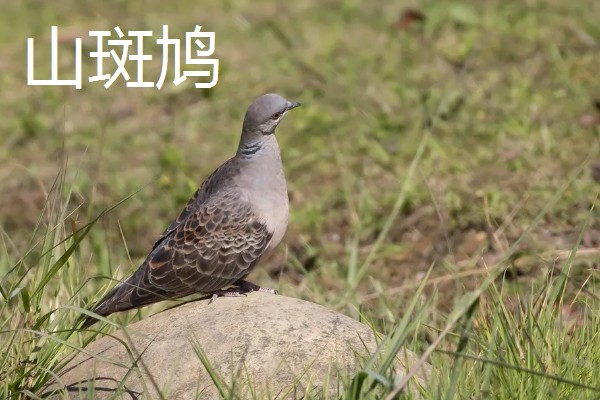 斑鸠常见的品种，有火斑鸠、山斑鸠和珠颈斑鸠
