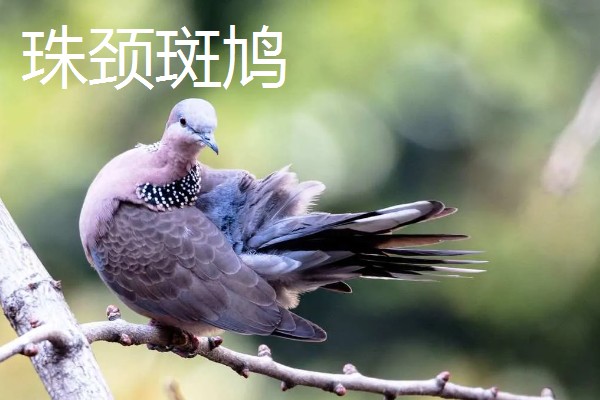 斑鸠常见的品种，有火斑鸠、山斑鸠和珠颈斑鸠