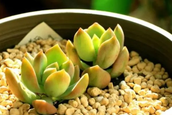 夏季怎么养黄丽，放半阴处养护为佳