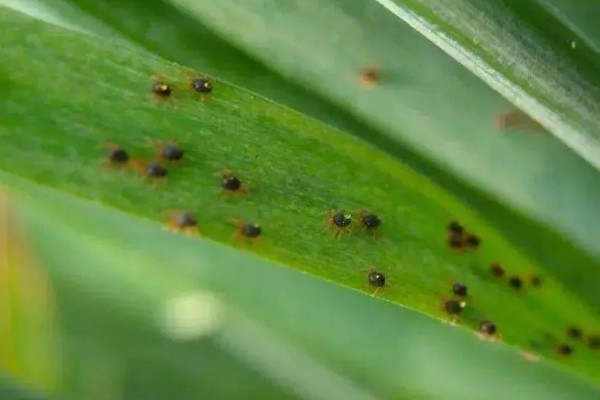 玉米地叶螨病的发生特点，主要聚集在中、下部叶片背面为害