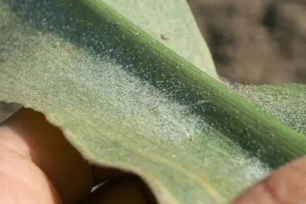 玉米地叶螨病的发生特点，主要聚集在中、下部叶片背面为害