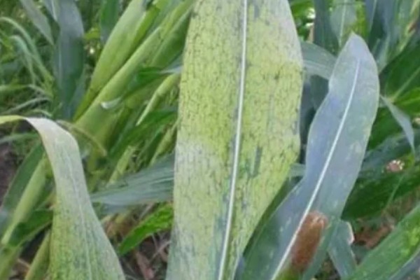 玉米地叶螨病的发生特点，主要聚集在中、下部叶片背面为害