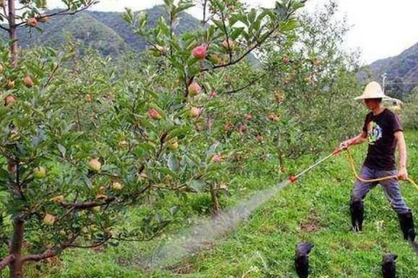 果树春季怎么管理，发芽前刮除老粗皮可降低病虫害的基数