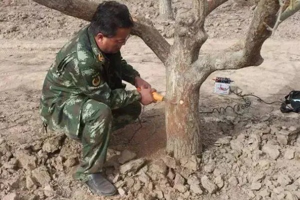 果树春季怎么管理，发芽前刮除老粗皮可降低病虫害的基数