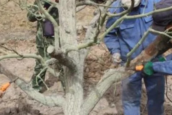 果树春季怎么管理，发芽前刮除老粗皮可降低病虫害的基数