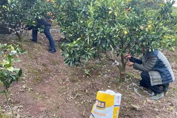 果树春季怎么管理，发芽前刮除老粗皮可降低病虫害的基数