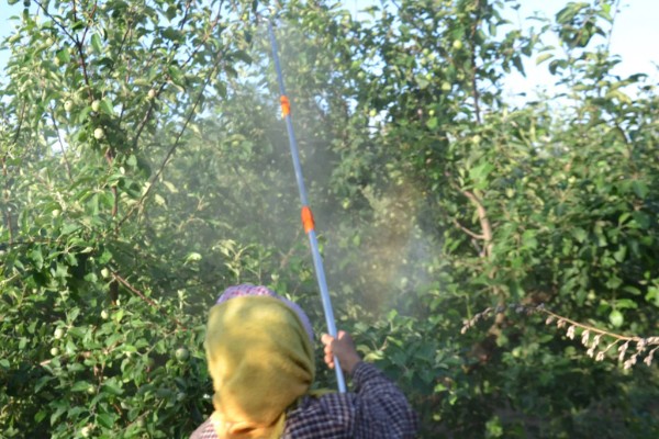 果树春季怎么管理，发芽前刮除老粗皮可降低病虫害的基数