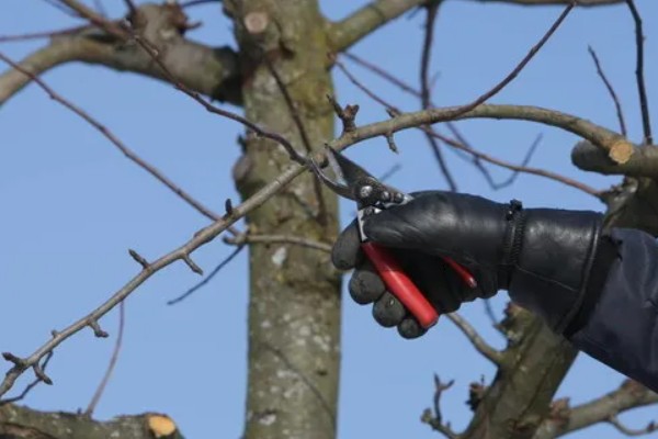 果树春季怎么管理，发芽前刮除老粗皮可降低病虫害的基数