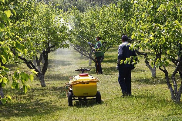 果树春季怎么管理，发芽前刮除老粗皮可降低病虫害的基数