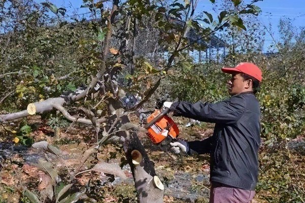 果树春季怎么管理，发芽前刮除老粗皮可降低病虫害的基数