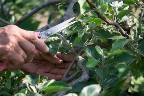 果树春季怎么管理，发芽前刮除老粗皮可降低病虫害的基数