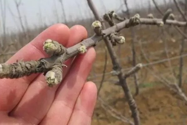 果树春季怎么管理，发芽前刮除老粗皮可降低病虫害的基数