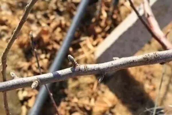 果树春季怎么管理，发芽前刮除老粗皮可降低病虫害的基数